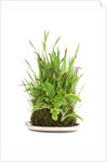 bonsai by Anonymous