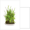 bonsai by Anonymous