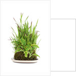 bonsai by Anonymous