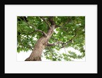 bonsai by Anonymous