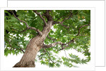 bonsai by Anonymous