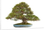 bonsai by Anonymous