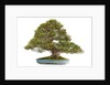bonsai by Anonymous