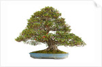 bonsai by Anonymous
