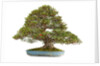 bonsai by Anonymous