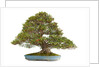 bonsai by Anonymous