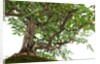 bonsai by Anonymous
