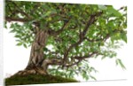 bonsai by Anonymous