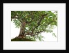 bonsai by Anonymous