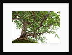 bonsai by Anonymous