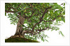 bonsai by Anonymous