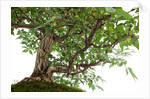 bonsai by Anonymous