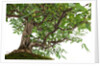 bonsai by Anonymous
