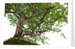 bonsai by Anonymous