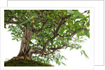bonsai by Anonymous