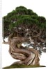 bonsai by Anonymous