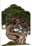bonsai by Anonymous