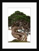 bonsai by Anonymous