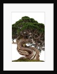 bonsai by Anonymous