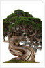 bonsai by Anonymous