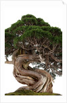 bonsai by Anonymous