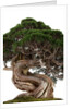 bonsai by Anonymous