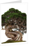 bonsai by Anonymous