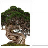 bonsai by Anonymous