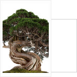 bonsai by Anonymous