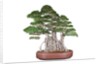 bonsai by Anonymous