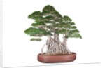 bonsai by Anonymous