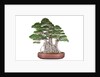 bonsai by Anonymous