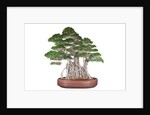 bonsai by Anonymous