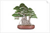bonsai by Anonymous
