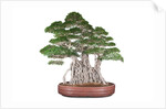 bonsai by Anonymous
