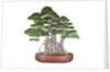 bonsai by Anonymous