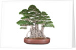 bonsai by Anonymous