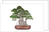 bonsai by Anonymous