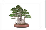 bonsai by Anonymous