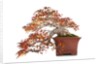 bonsai by Anonymous