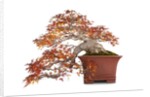 bonsai by Anonymous
