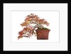 bonsai by Anonymous