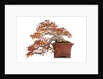 bonsai by Anonymous