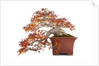 bonsai by Anonymous