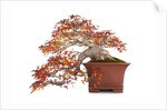 bonsai by Anonymous