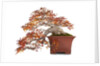 bonsai by Anonymous