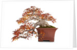 bonsai by Anonymous