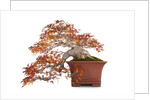 bonsai by Anonymous