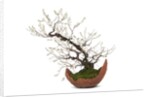 bonsai by Anonymous