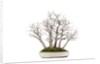 bonsai by Anonymous